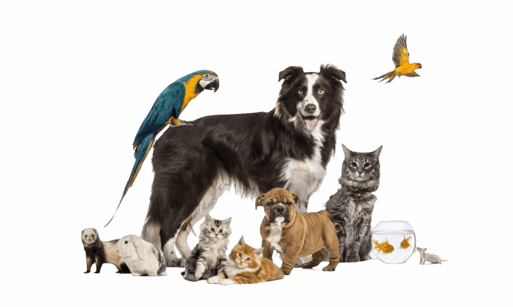 Blessing of the Animals